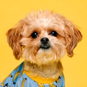 五三三頭像信息